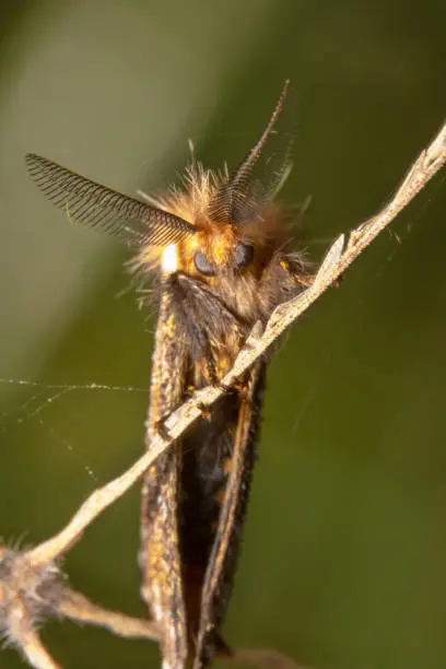 Full body shot of a beautiful orange/yellow looking moth with beautiful antennas almost looks like a bat