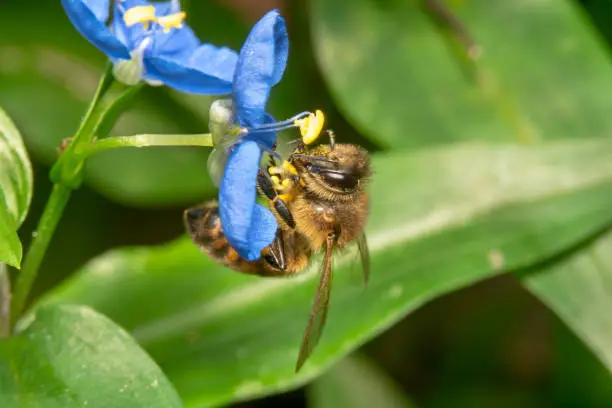 Honeybee hanging on a blue/purple flower upside down looking for nectar