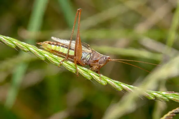 Orange grasshopper with green stomach/abdomen on a green plant with antennas pointing out