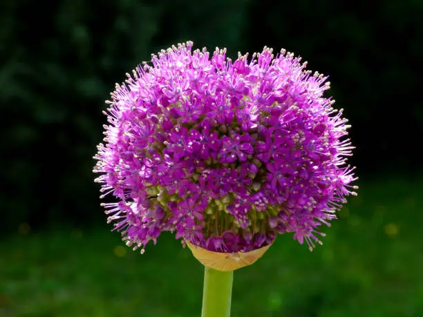 purple sphere shaped flowering  Allium onion in foreground & blurry deep green evergreen in the background. selective focus. lights on in the darker toned store inside. retail & commercial concept.