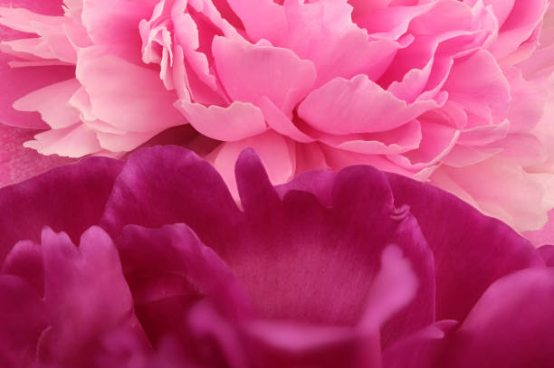 istock Pink peony blooms closeup 1151607284