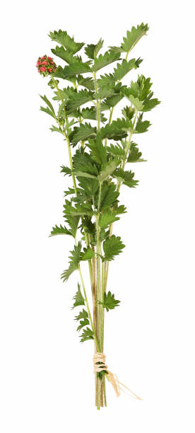 istock Salad burnet, fresh herb, isolated 1151608634