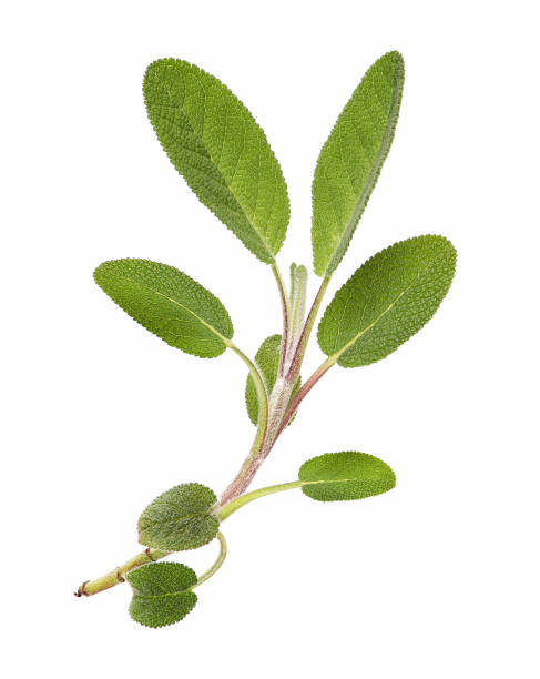 Fresh sage stem, isolated stock photo
