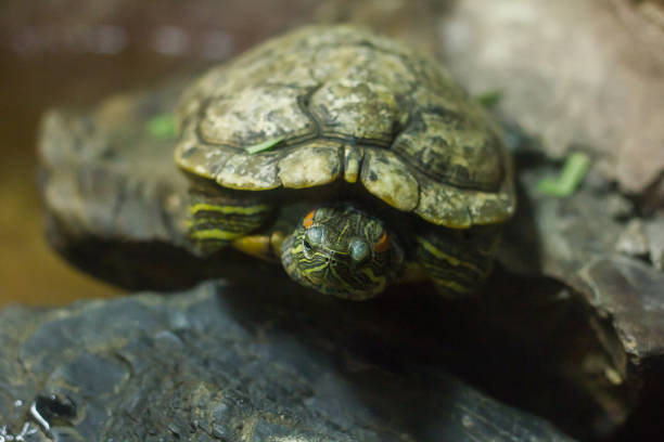 istock Pond slider is a type of freshwater turtle 1151609360
