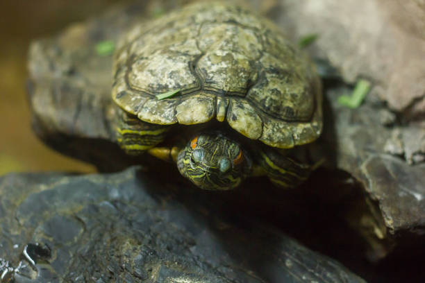 istock Pond slider is a type of freshwater turtle 1151609413