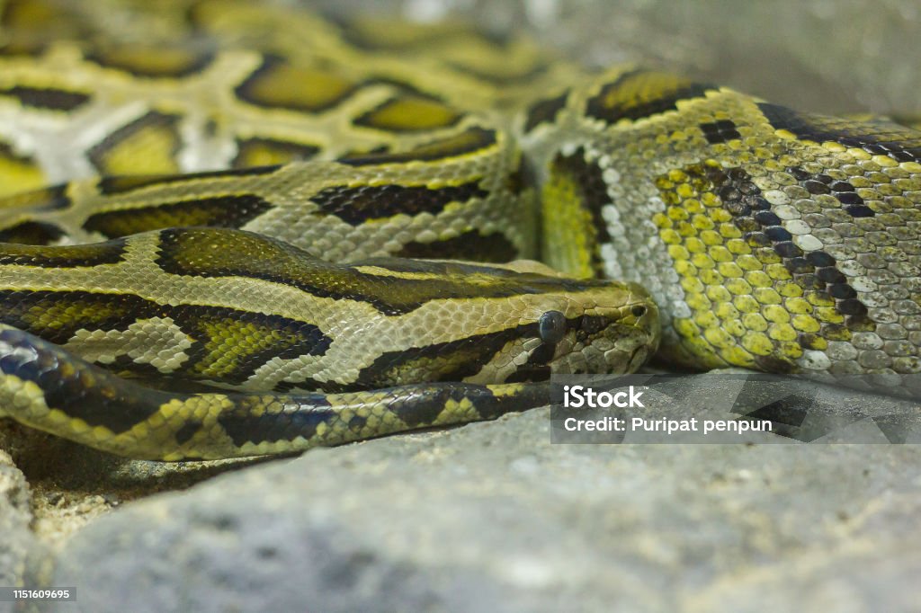 Burmese Python Outstretched Burmese Python Curled Up Stock Photo - Download Image Now - Aggression ...