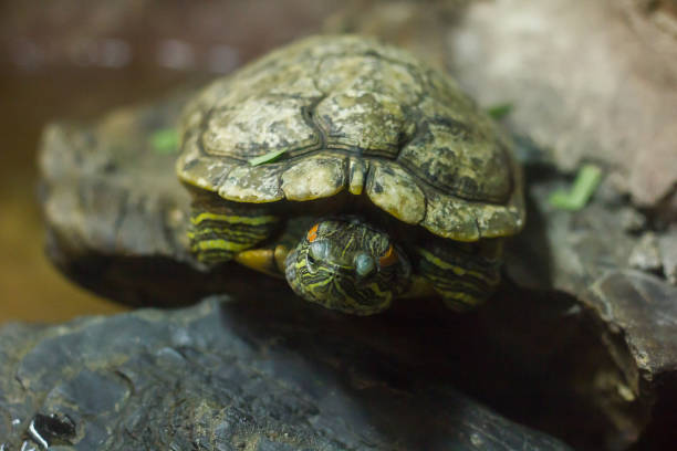 istock Pond slider is a type of freshwater turtle 1151609713
