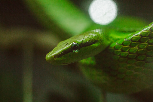 Gonyosoma oxycephalum on the tree The body is 1.6 - 2.4 meters long. The head and body are bright green with a blue two-pointed tongue.