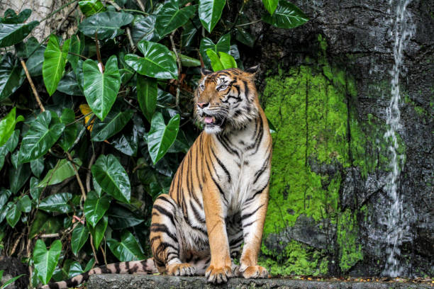 istock tiger show tongue walking  in front of mini waterfall 1151609964