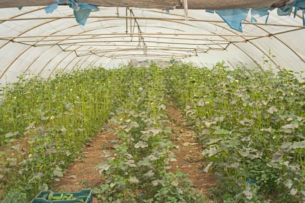 Rows of cucumber plants being cultivated growing in polythene poly tunnel greenhouse