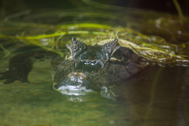 istock Crocodile is in the water 1151610245