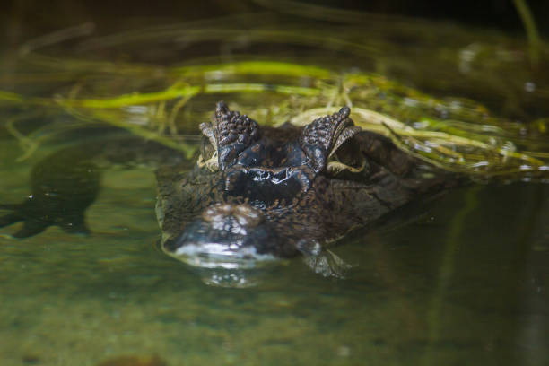 istock Crocodile is in the water 1151610918