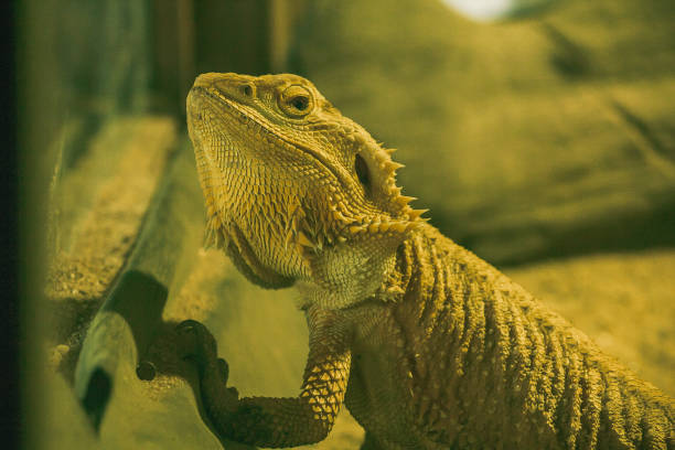 istock Bearded dragon when defending Or breeding time The panel on the neck will expand like a beard. 1151611032