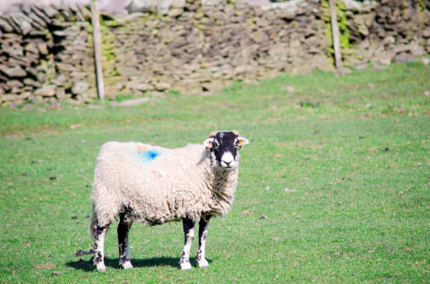 istock portrait of a sheep 1151611074