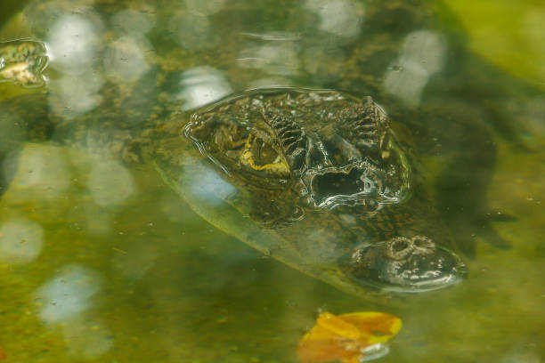 istock Crocodile is in the water 1151611204