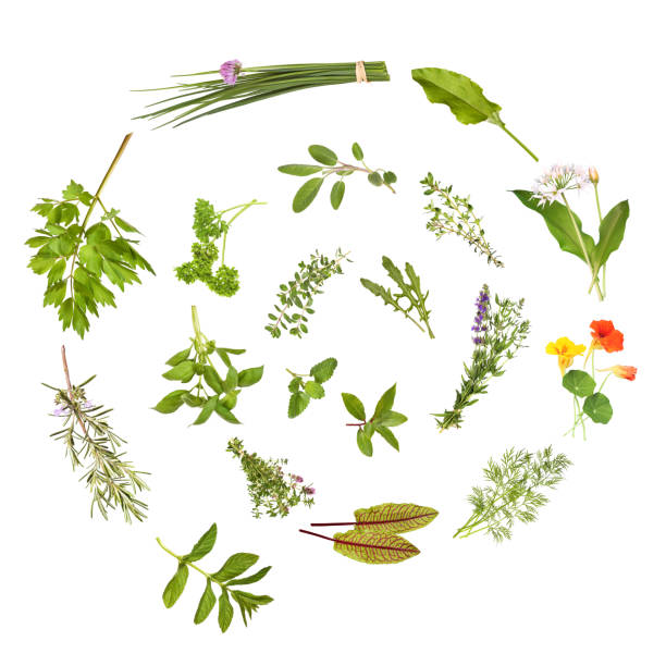 spirale erbe aromatiche, isolata - chive herb isolated freshness foto e immagini stock