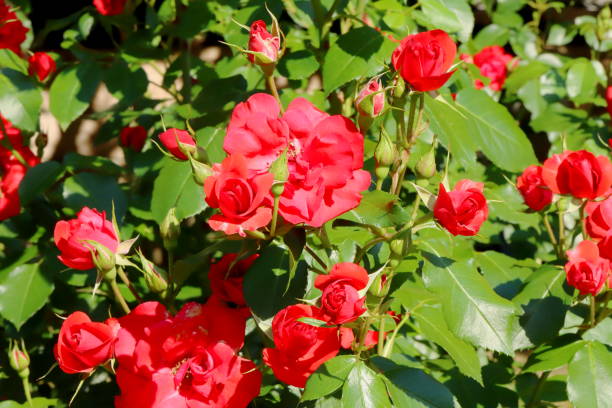 istock red beautiful rose blooming in the botanical garden 1151612209