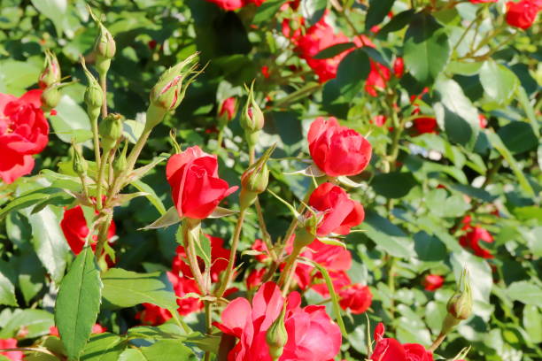 istock red beautiful rose blooming in the botanical garden 1151612325