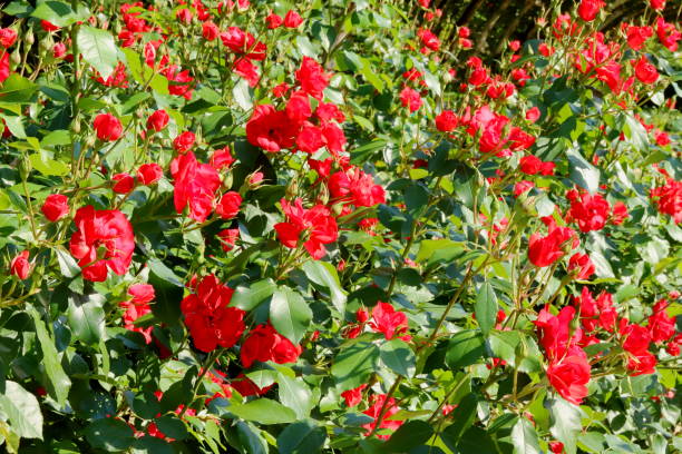 istock red beautiful rose blooming in the botanical garden 1151612349