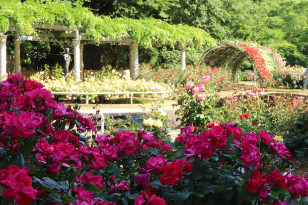 istock red beautiful rose blooming in the botanical garden 1151612392