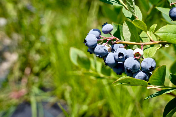 istock Fresh blueberry from the garden 1151612431