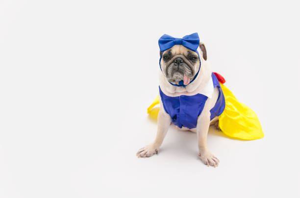 spoiled female dog - Cute puppy pug dressed like a princess on white background spoiled female dog - Cute puppy pug dressed like a princess on white background fat ugly face stock pictures, royalty-free photos & images