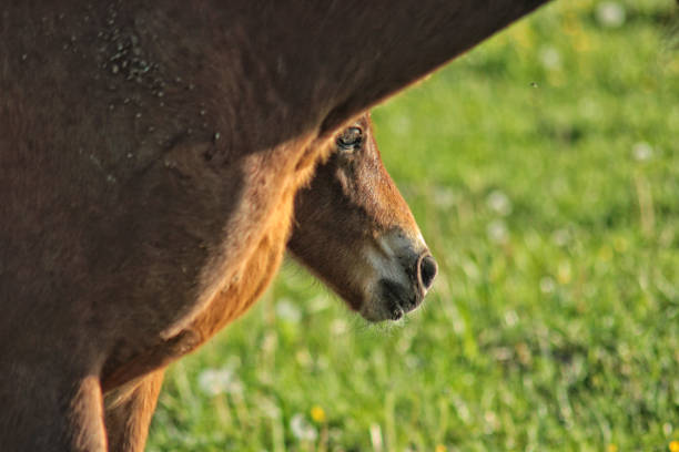 istock Mare and Foal in Nature Wildlife 1151612514