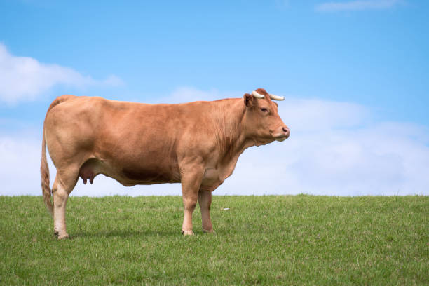 istock Cow alone in the field 1151612840