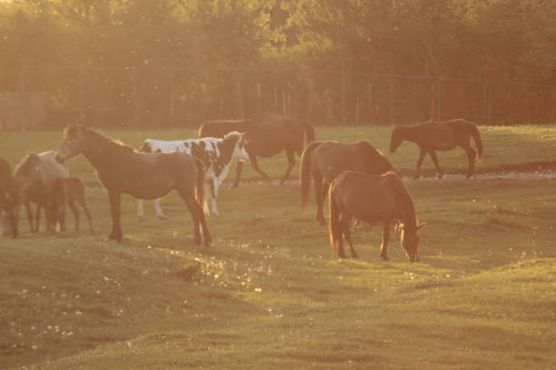 istock Mare and Foal in Nature Wildlife 1151612867