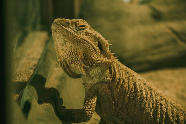 istock Bearded dragon when defending Or breeding time The panel on the neck will expand like a beard. 1151613435