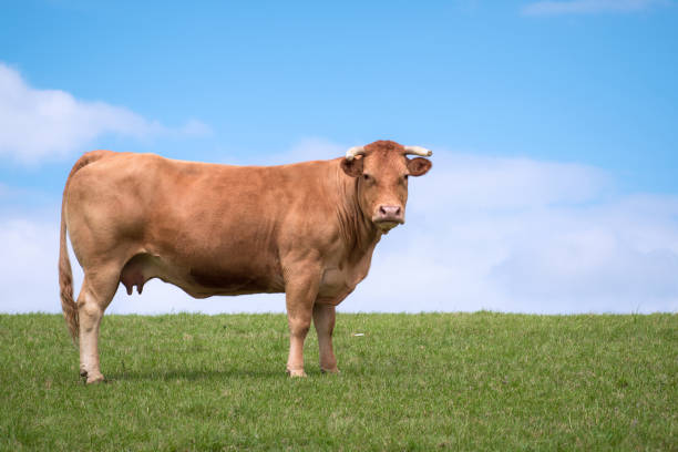 istock Cow alone in the field 1151613455