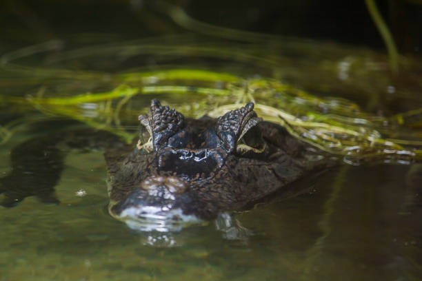 istock Crocodile is in the water 1151613526