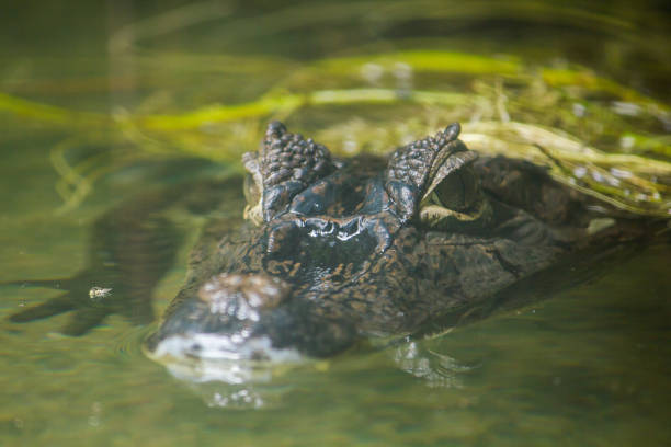 istock Crocodile is in the water 1151613756