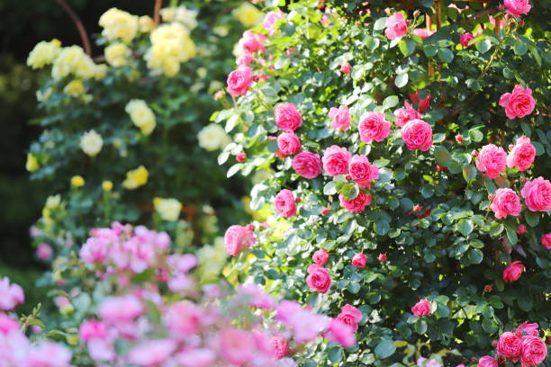 istock pink beautiful rose blooming in the botanical garden 1151614084
