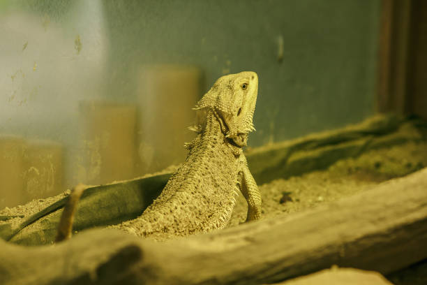 istock Bearded dragon when defending Or breeding time The panel on the neck will expand like a beard. 1151614669