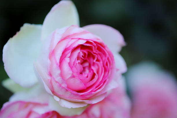 istock pink beautiful rose blooming in the botanical garden 1151614700