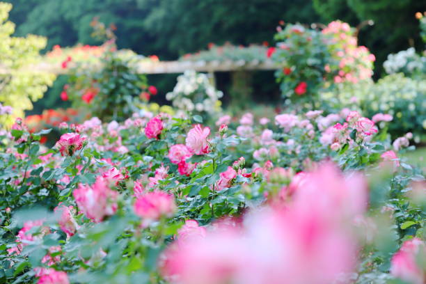 istock pink beautiful rose blooming in the botanical garden 1151614821