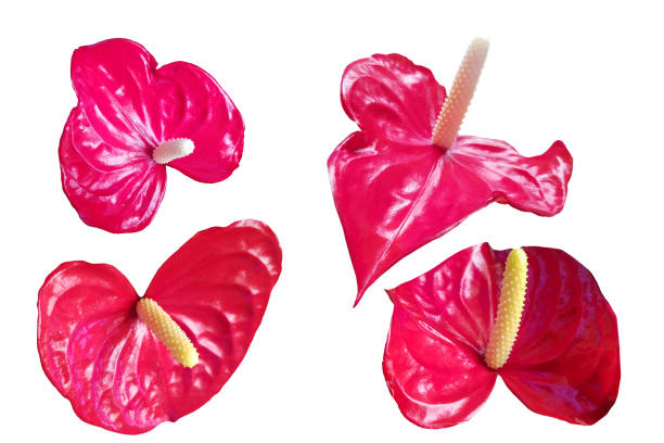 Set of Red Anthurium flower on white background