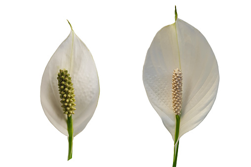 Set of two Spathiphyllum - Moons flower isolated on white background