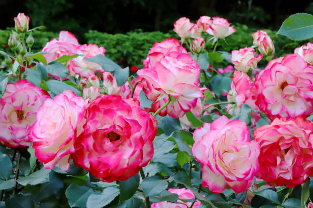 istock pink beautiful rose blooming in the botanical garden 1151616112