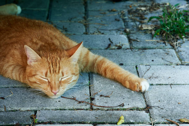 istock red domestic cat resting 1151616359