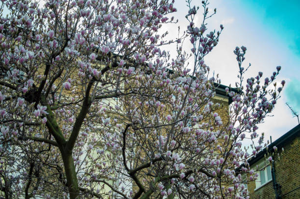 istock London backyard at home with pink flowers 1151617374