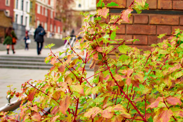 istock London tree and plants of different colors 1151617671