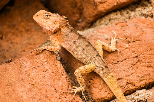 photography of garden lizard while climbing on the wall