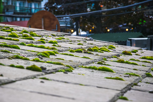 Green moss and algae on slate roof tiles in London, UK