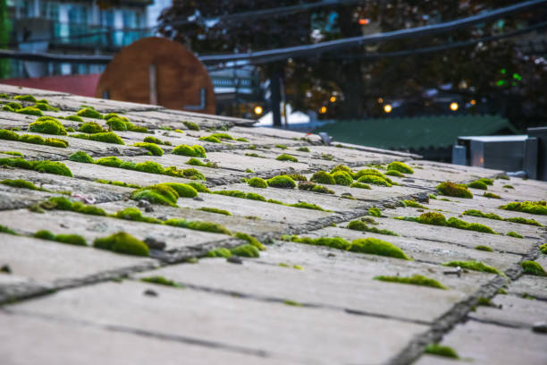 Green moss and algae on slate roof tiles in London Green moss and algae on slate roof tiles in London, UK camden stables market stock pictures, royalty-free photos & images