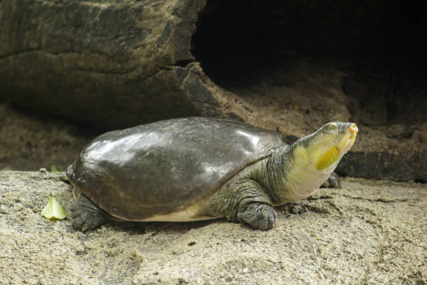 Lissemys punctata is popular as a pet. Lissemys punctata is popular as a pet. Found distribution in the Indian continent keoladeo stock pictures, royalty-free photos & images