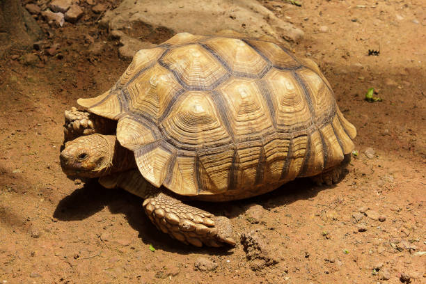 istock African Spurred Tortoise on the ground 1151619852