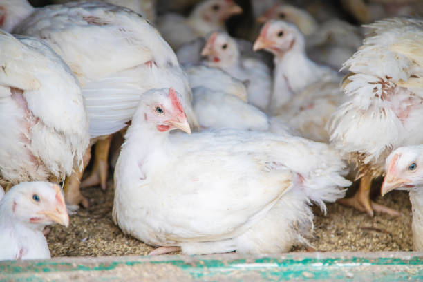 istock Bio chickens on a home farm. Selective focus. 1151619963