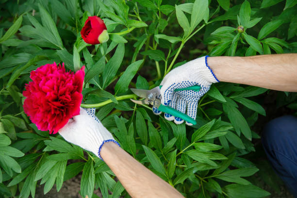 istock gardener pruning flowers Garden. Selective focus. nature. 1151620005